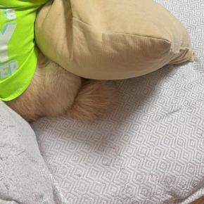 映画『タイタニック』を鑑賞中、犬を散歩に誘った結果→『喜ぶかな』と思ったら…まさかの光景に反響「めっちゃ見てて草」「絶対内容把握してるｗ」