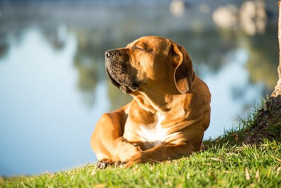芝生の上で日を浴びる、犬