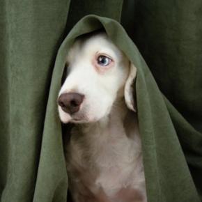 犬が飼い主のことを『苦手だな』と思う理由7選　嫌われやすい人がやりがちなタブー行為とは？