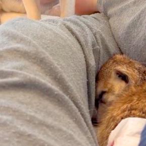 『眠りたいミーアキャット』と『遊びたい生後10ヶ月の犬』→思わずニヤける『圧が凄すぎる光景』が106万再生「顔がｗｗ」「近すぎて草」
