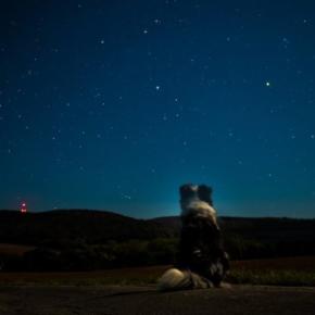 愛犬が失った『暗い夜』とは？獣医師が被毛との意外な関係を解説