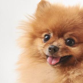 犬を飼うのにかかる『費用』とは？1年間でどれくらいお金が必要なの？飼育費用の内訳まで