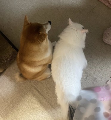 もみじくん、猛烈に成長!