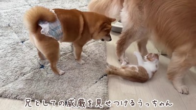 うにくんも応戦!!