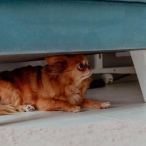 犬が『警戒している』ときにする3つの行動　心を閉ざしてしまう要因や安心させる方法まで
