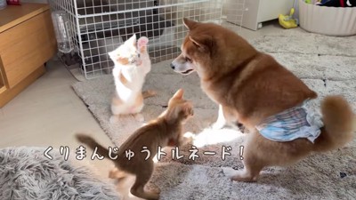 部屋がカオス状態に…