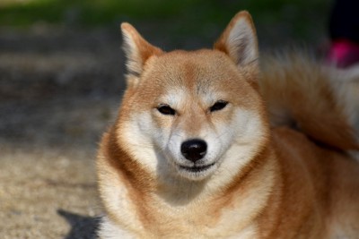 片耳だけ横向き、柴犬