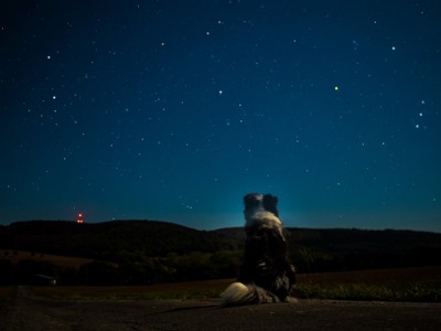 愛犬が失った『暗い夜』とは？獣医師が被毛との意外な関係を解説