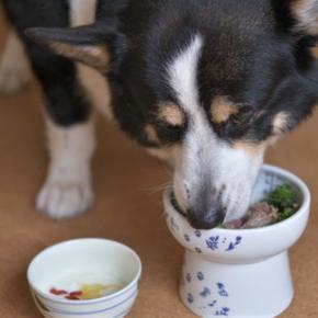 犬は『満腹』にならないって本当?しつこくご飯を欲しがる場合の対処法まで