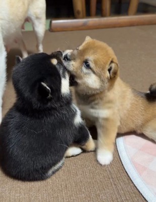 顔を食べちゃった!