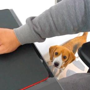 2階で仕事をしようとしたら、犬が『構ってよ』とついてきて…作業にならない『愛おしすぎる光景』に反響「寂しがり屋で甘えん坊」「子供みたい」