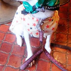 犬と散歩中、雨に降られて『行きつけの喫茶店』に駆け込んだ結果→常連さんがタオルを…微笑ましい光景に1万いいね「愛されてるの伝わってくる」