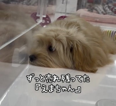 あごを床につけて横たわる犬