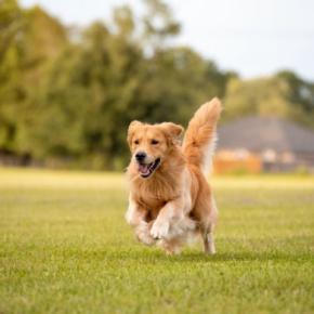 犬が『急に走り出す』心理6選　突然部屋を猛ダッシュするのはなぜ？やめさせなくて大丈夫？