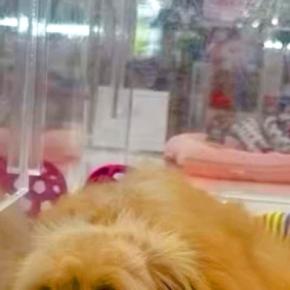 数万円に値下げされ、ずっと売れ残っていた犬→『幸せにしてあげたい』と誓い…家族としてお迎えする光景が24万再生「待ってたんだ」「素敵な縁」