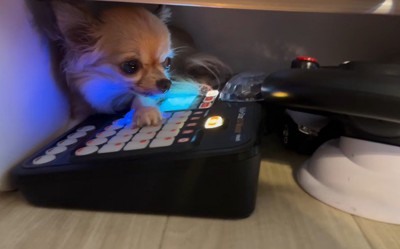 DJをする犬