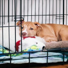 犬が『静かにしている』心理4つ 愛犬が急におとなしくなったときの注意点まで解説