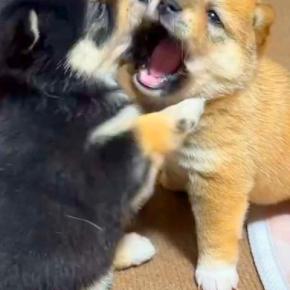 2匹の赤ちゃん犬が『ケンカ』をした結果→お互いを丸呑みしようとしていて…とんでもなく尊い戦いが51万再生「たまらない」「ムチムチで最高」