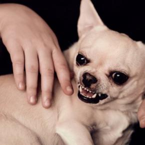 犬が人間を『馬鹿にしている』ときにみせる行動5選　愛犬に下にみられてしまう飼い主のNG行為まで解説