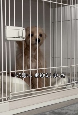 ケージの中でお座りする犬