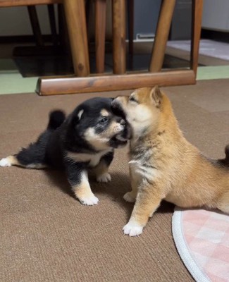 あらら!食べられちゃった