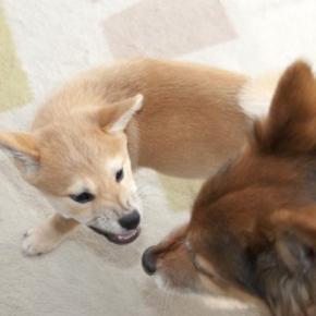 多頭飼いで犬同士の『仲が悪い』のはなぜ?相性が良くない理由や良好な関係を築くためにできることまで