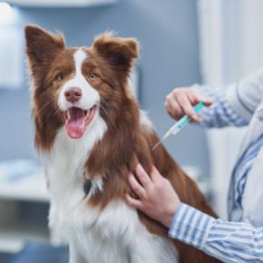 犬から人にうつる『人獣共通感染症』とは?安心して生活するために必要な知識や対策まで