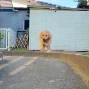 「全然動いてないww」庭で大型犬とボール遊びをした結果→『咥えて持ってくる』と思いきや…まさかの『ずる賢すぎる行動』に反響「頭いいね」