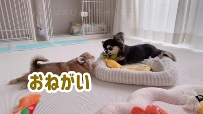 無視を貫くえびちゃん