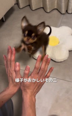 クッションの上から飼い主の方へ飛び跳ねる子犬