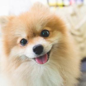 『小さくて飼いやすい』犬種7選 体が小さいワンコが人気なワケや飼育の注意点まで解説