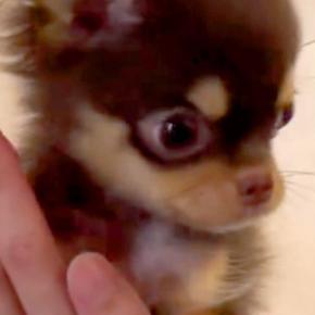 極小子犬に『タッチ』をしてもらった結果→想像以上にクセが強くて…思っていたのと違う光景に絶賛「もうすべてが可愛い」「溺愛するのがわかる」