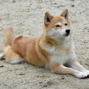 犬が『伏せたまましっぽを振る』心理4つ 愛犬の本音を知るために見逃したくないボディランゲージとは?