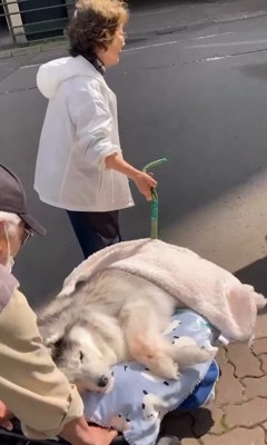 ハスキーの桜子ちゃん