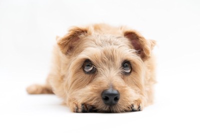 見上げる子犬