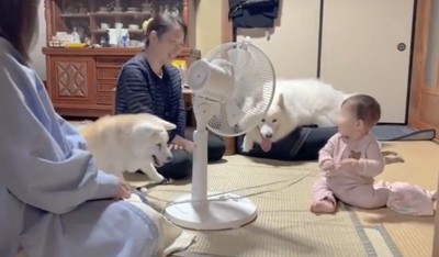 少し離れて赤ちゃんを見守る犬