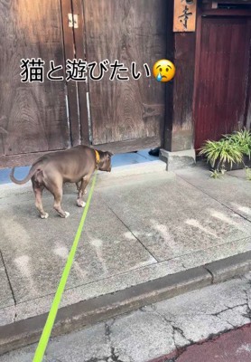 ネコさん見つけた！