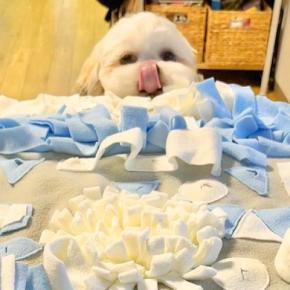 おじいちゃんおばあちゃんから貰った『おもちゃ』でたくさん遊んだ犬→楽しかったのが伝わる『お顔』に1万いいね「可愛すぎ」「膨らんでるww」