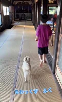 人の後ろを歩く犬