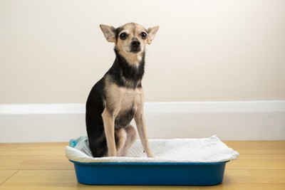 トイレに座っている犬