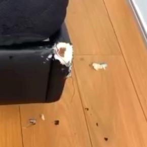 ベッドが破壊されていたので、犬を叱ろうとした結果→なぜか『妹犬』に…怒るに怒れない『まさかの光景』が25万再生「かわいい」「あちゃーw」