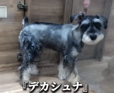 小部屋に立つ犬