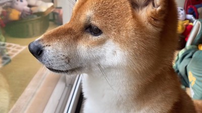「お父さん、帰ってきて！」