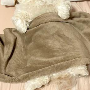 夫がくしゃみをした結果→寝ていた犬が『ビックリ』してしまい…人間すぎる『表情』に1万いいね集まる「可愛くてツボ」「トトロかと思ったw」