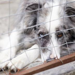 犬の『里親』に絶対なってはいけない人7選 迎えるべきではない理由や必要な覚悟まで