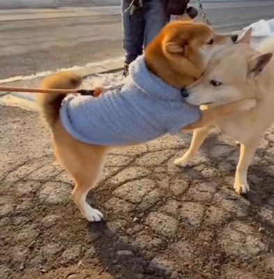 特別なおともだち