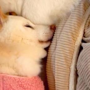 15歳になり、不安を感じやすくなったおばあちゃん犬→おじいちゃん犬が寄り添って…尊すぎる『夫婦の絆』が23万再生「涙が止まらない…」