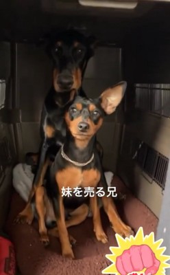 クレートの中の小型犬と大型犬