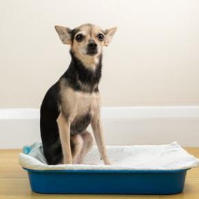 犬が『トイレで寝てしまう』心理4選 やめてほしい場合、どうしたらいいの?改善策まで
