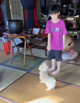 人を見上げる犬